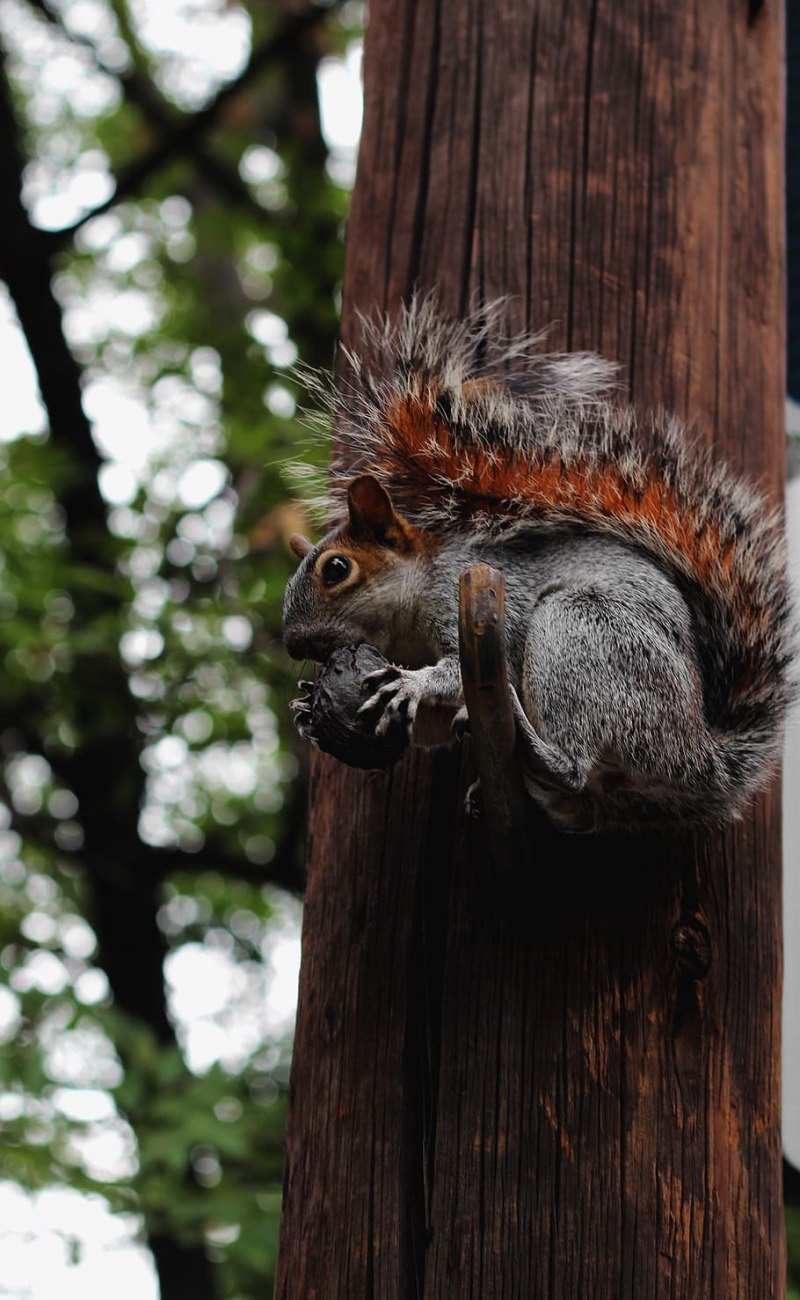 Трёхцветная белка (Callosciurus notatus)