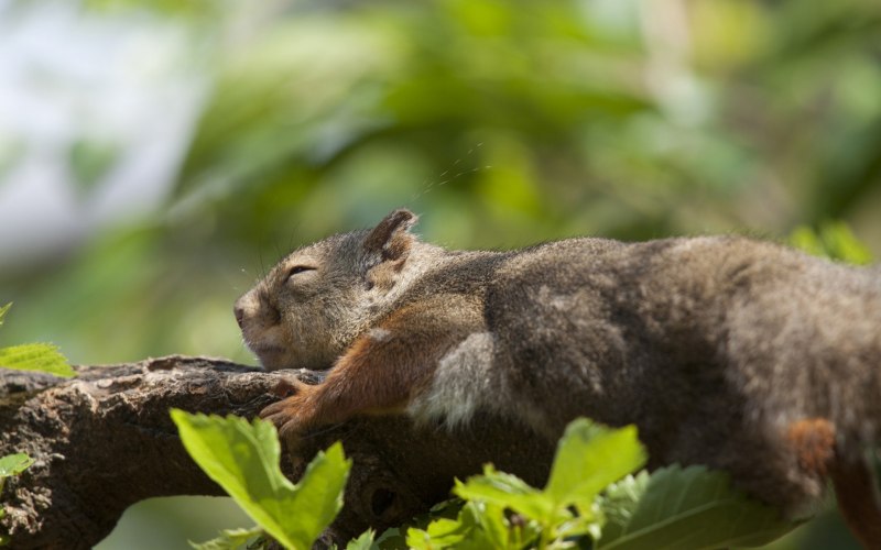Sciurus VARIEGATOIDES