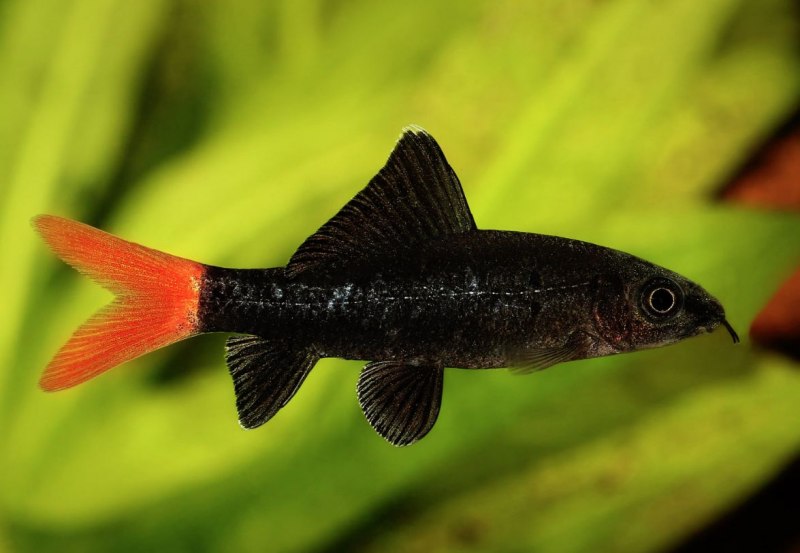 Neon Tetra