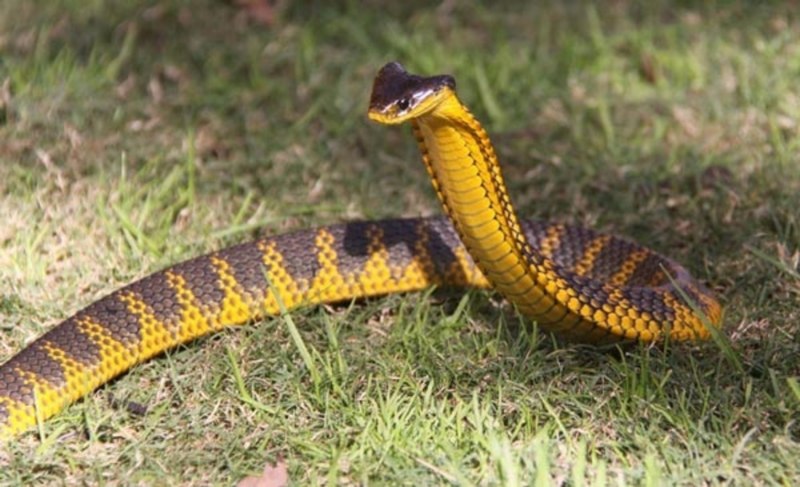 Pseudonaja textilis