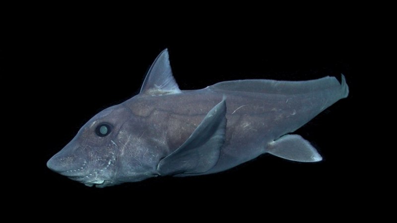 Chlamydoselachus anguineus