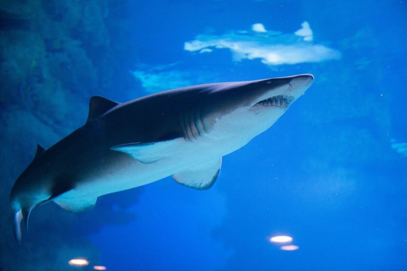 Carcharodon hubbelli