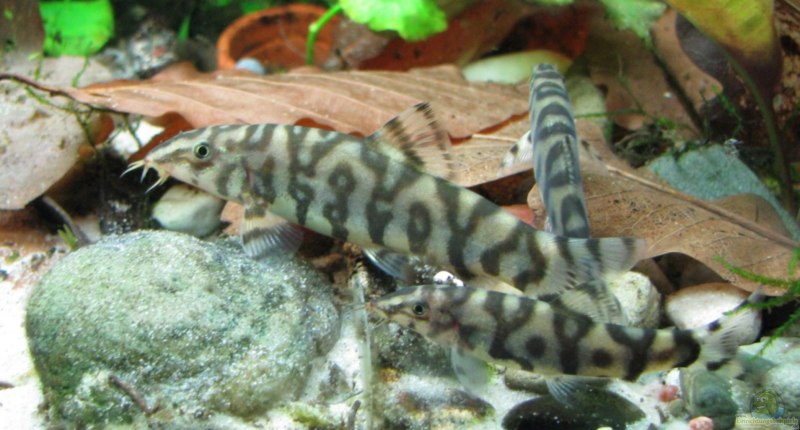 Botia lohachata