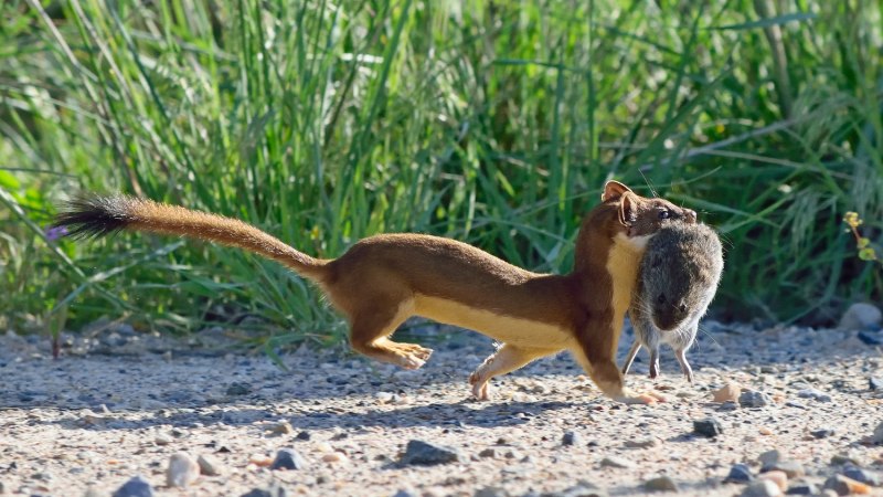 Long tailed Weasel