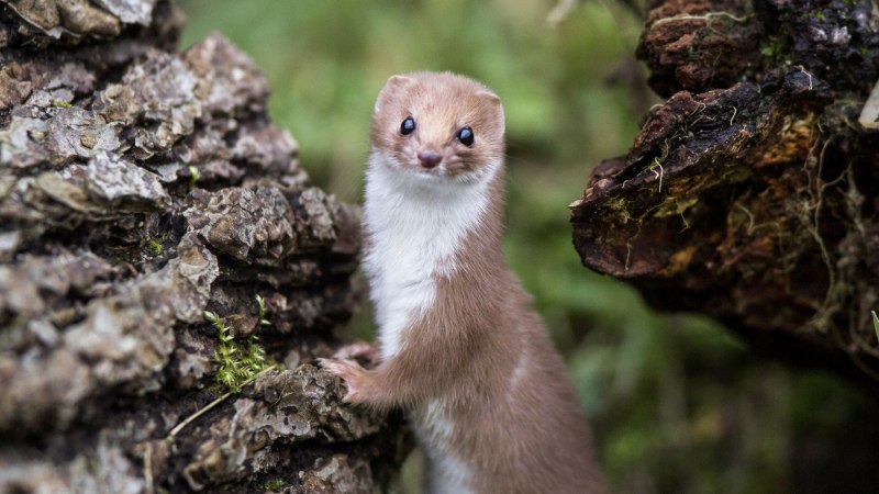 Горностай (Mustela erminea)