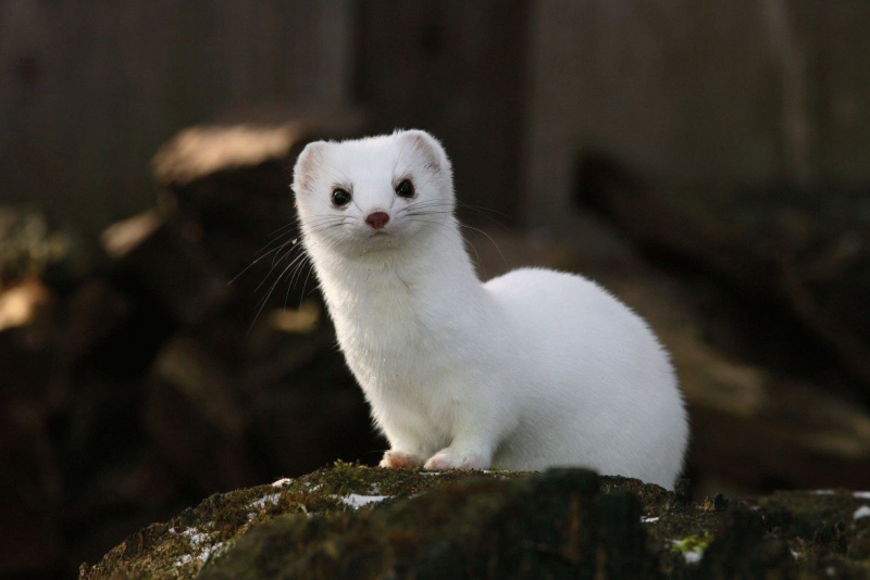 Горностай (Mustela erminea)