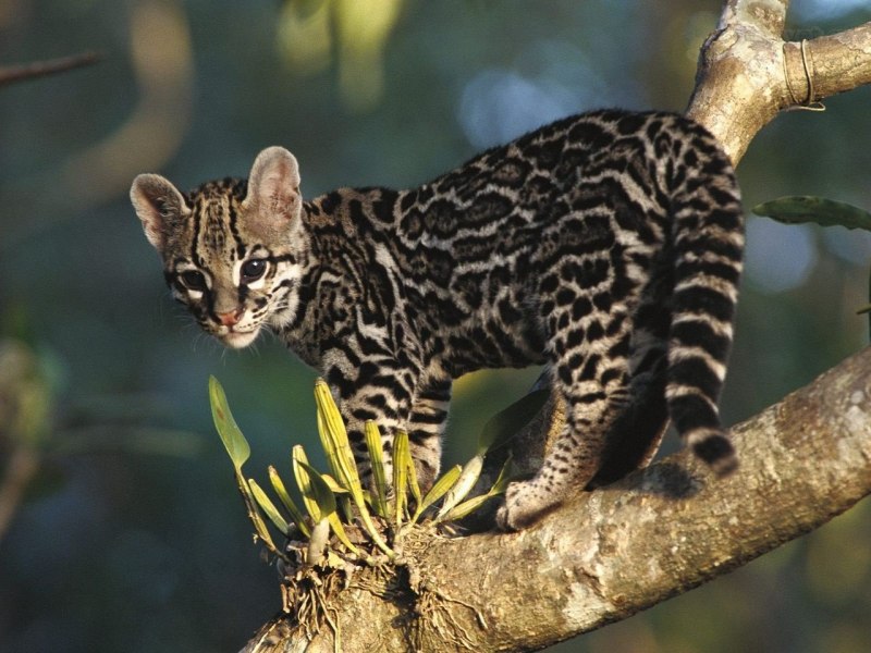 Lontra longicaudis