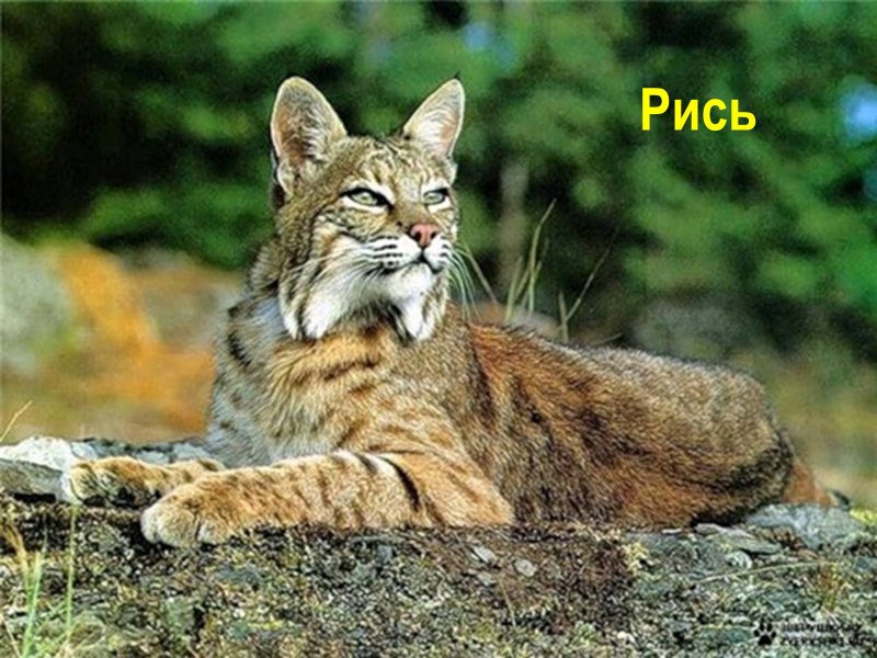 Обыкновенная Рысь