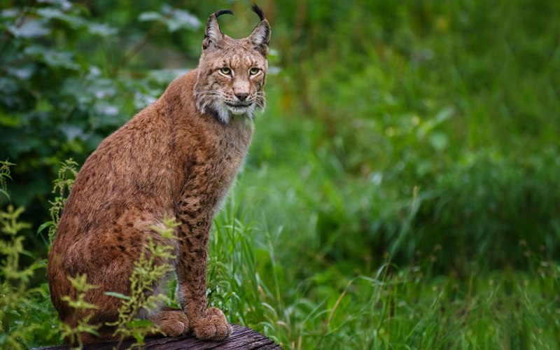 Рысь — Lynx Lynx