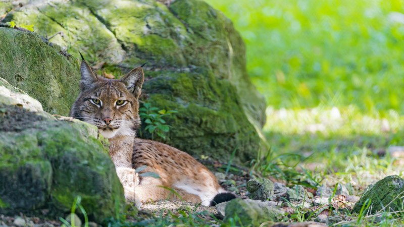 Alpen Luchs (Рысь)