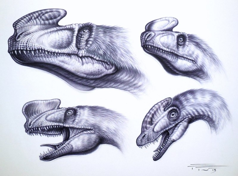Андрей Атучин † Kileskus aristotocus