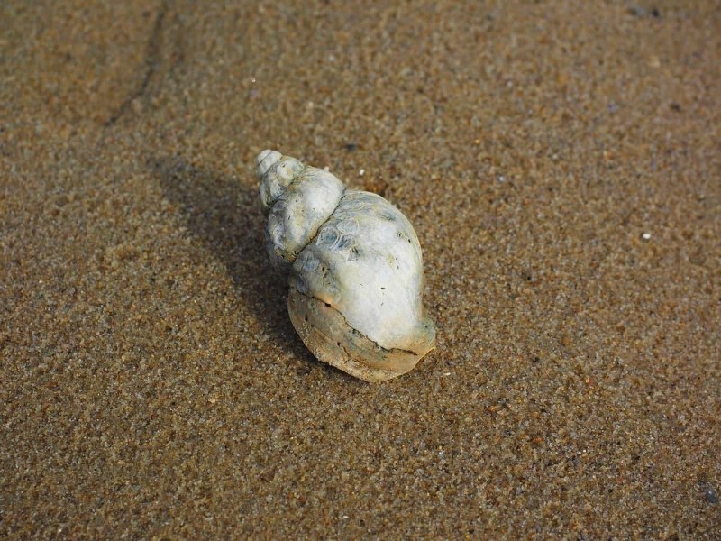Брюхоногий моллюск Buccinum undatum