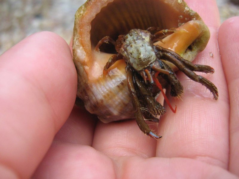 Морская раковина бусикон