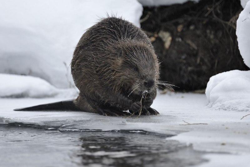Канадский Бобр (Castor canadensis)
