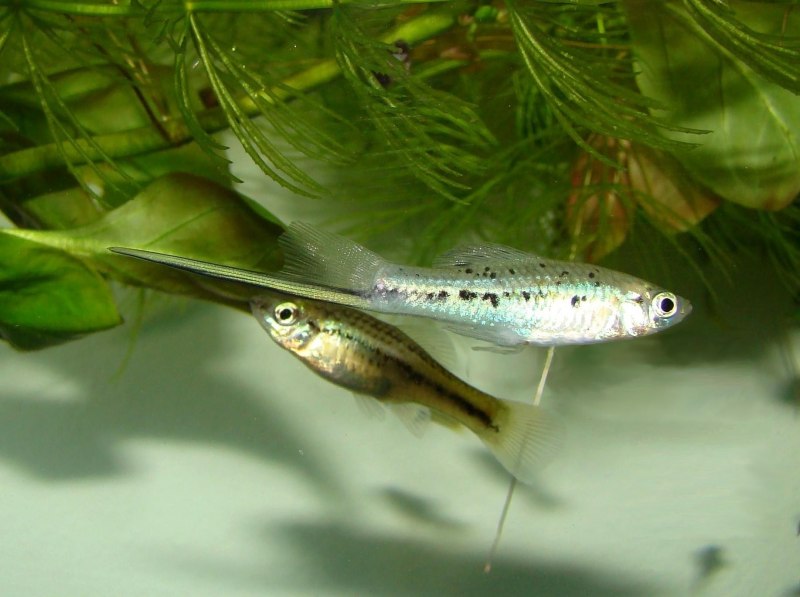 Меченосец Монтесумы Xiphophorus montezumae