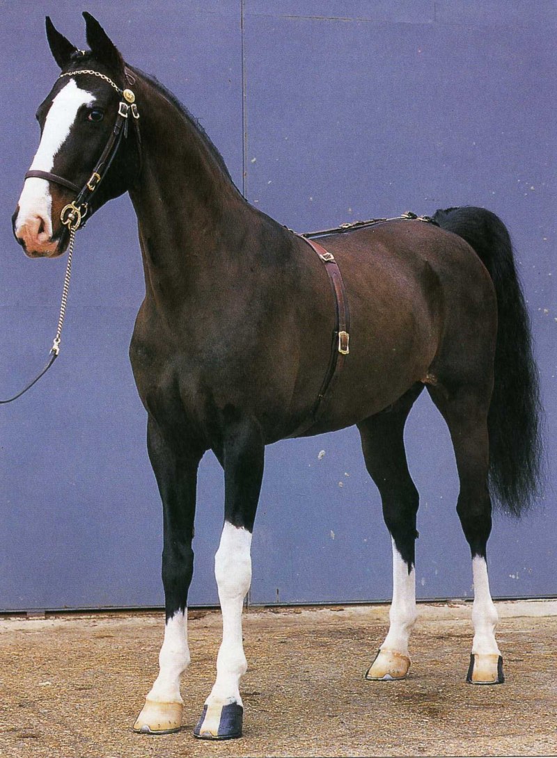 Andalusian Soul) цена