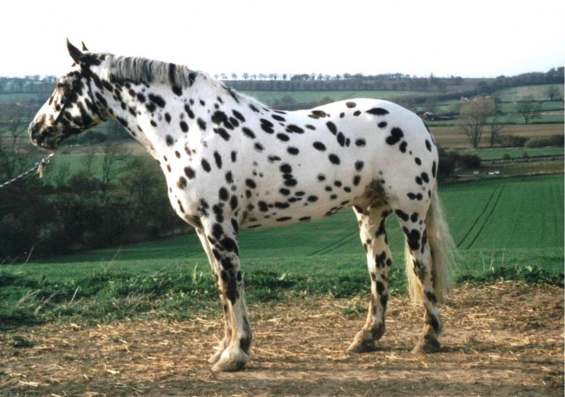 American Quarter Horse порода