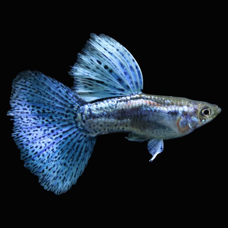 Гуппи голубая трава Blue grass Guppy