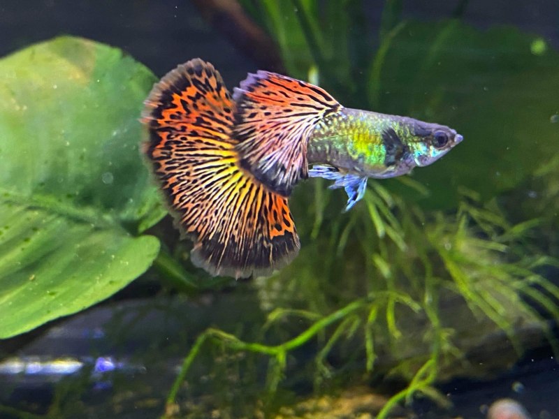 Red Dragon Guppy