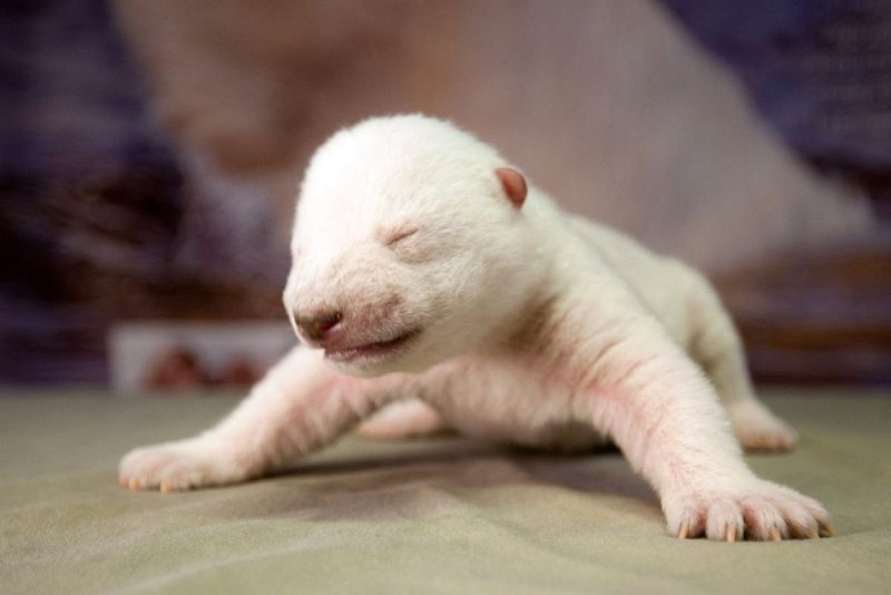 Новорожденный белый медвежонок (68 фото)