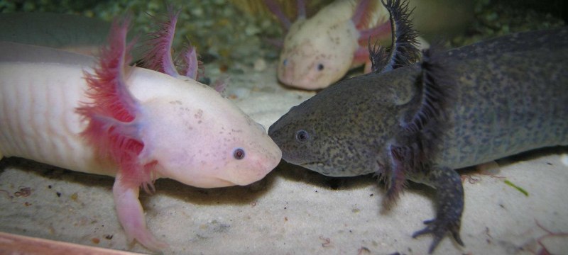 Аксолотль (Ambystoma mexicanum)
