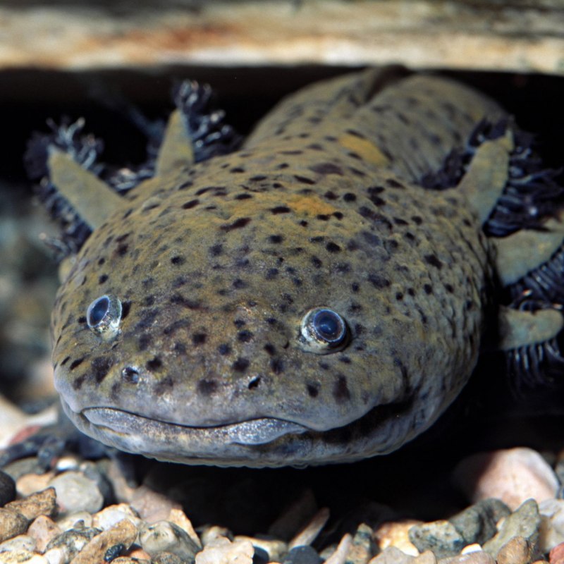 Аксолотль (Ambystoma mexicanum)