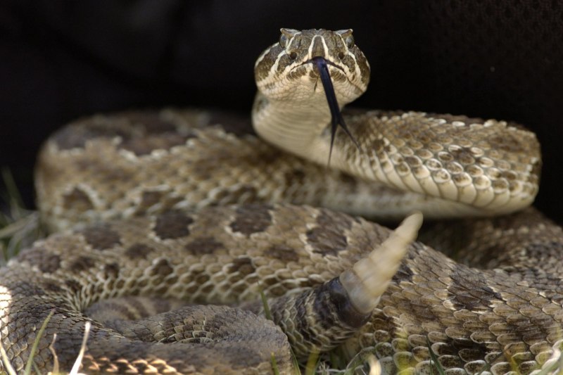Rattlesnake! - Rattlesnake 2019