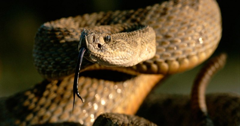 Crotalus Atrox