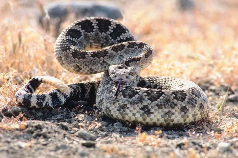 Crotalus Atrox