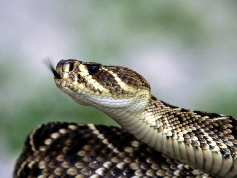 Diamondback Rattlesnake