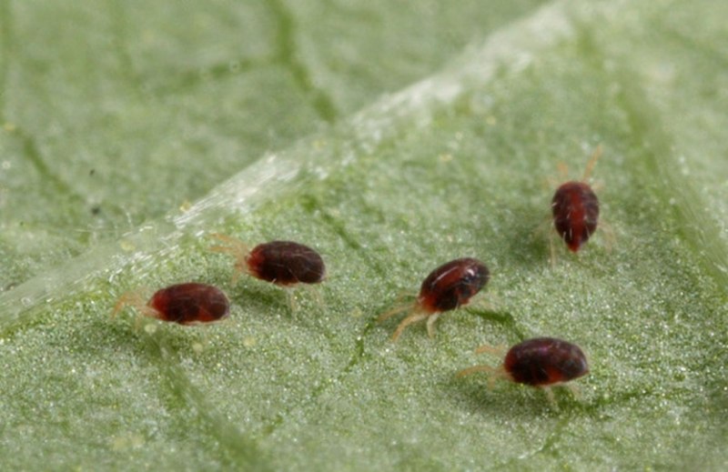 Клещ фитосейулюс Phytoseiulus persimilis