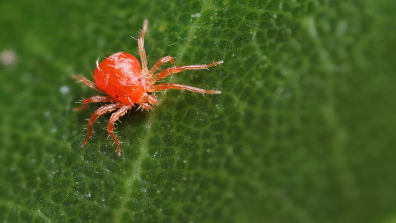 Красный паутинный клещ (61 фото)