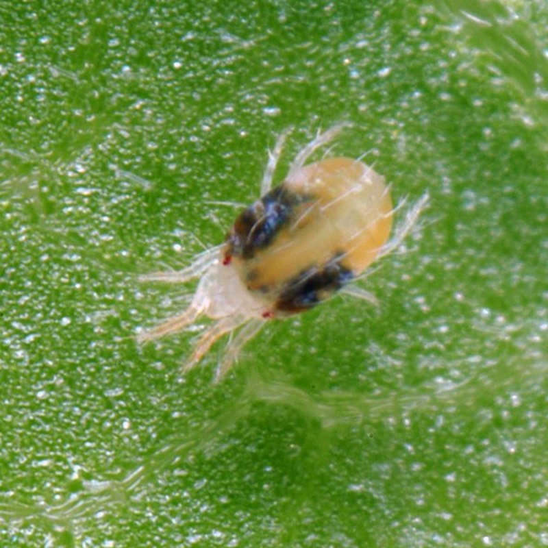 Клещи-краснотелки Trombidiidae