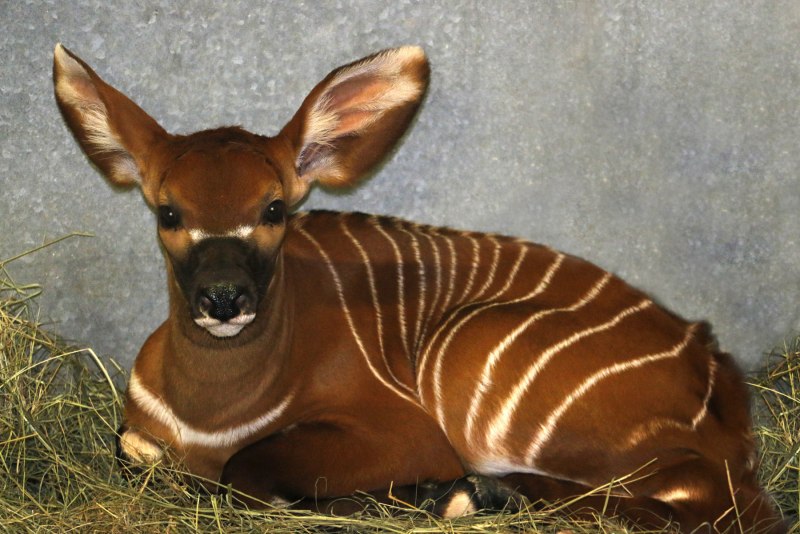 Bongo Calf