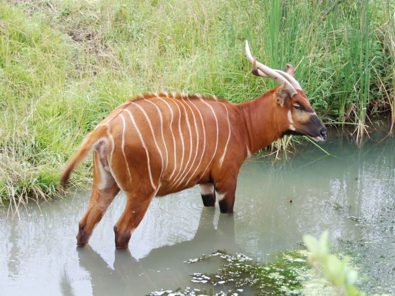 Giant Eland (Taurotragus)