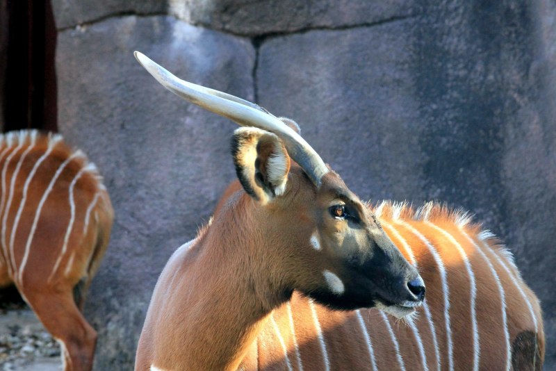 Tragelaphus eurycerus