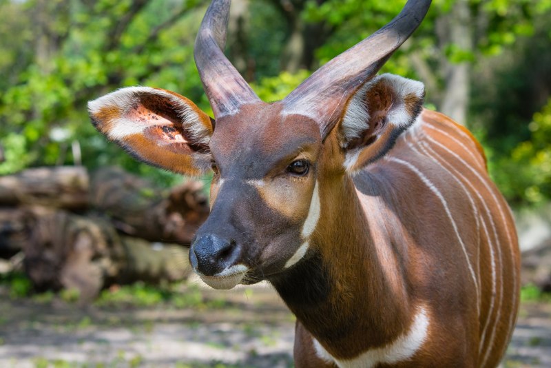 Unique animals Bongo