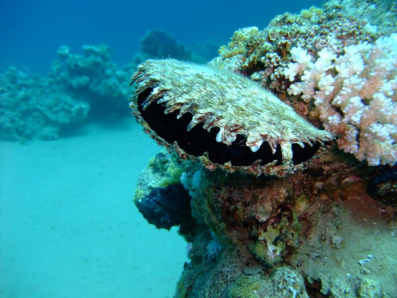 Устрицы в море