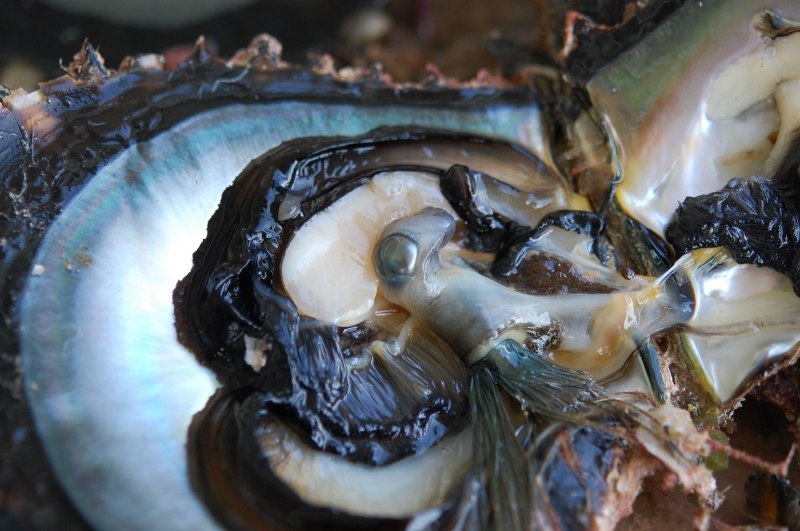 Устрицы Pinctada margaritifera