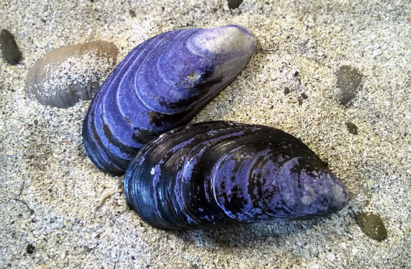 Съедобная Мидия Mytilus edulis