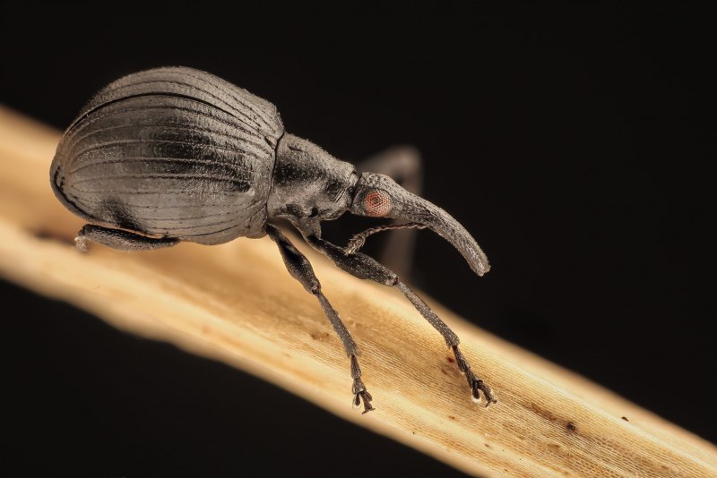 Phyllobius argentatus