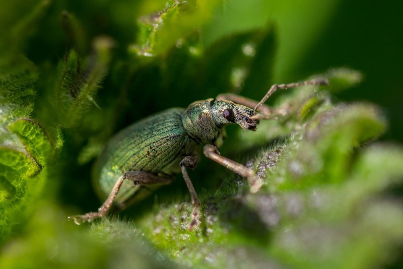 Серый свекловичный долгоносик Tanymecus palliatus