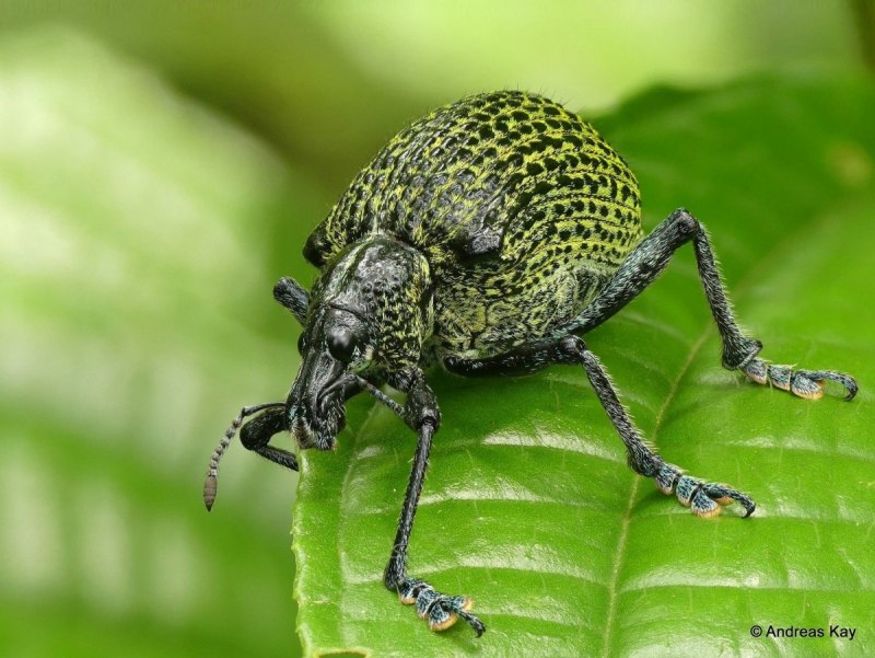Hylobius abietis большой Сосновый долгоносик