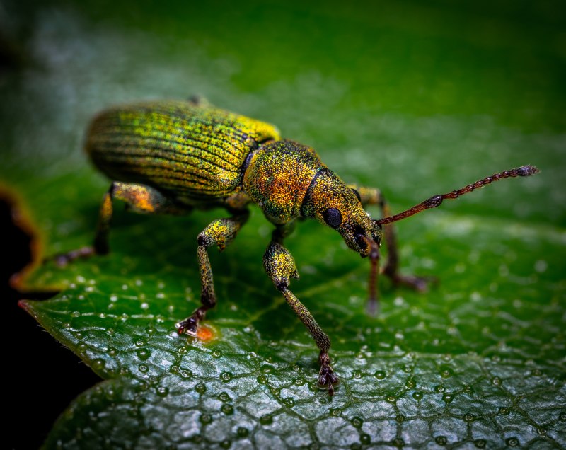 Cyphocleonus dealbatus