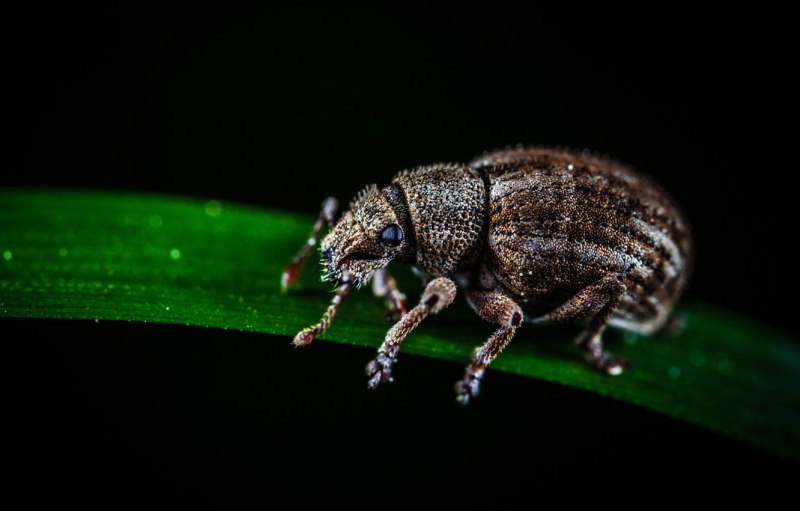 Жук Trachelophorus Giraffa