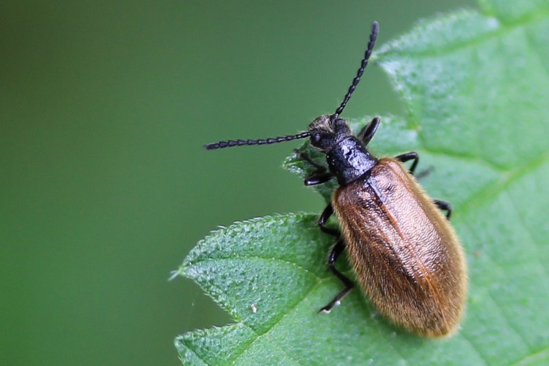 Phyllobius urticae личинка