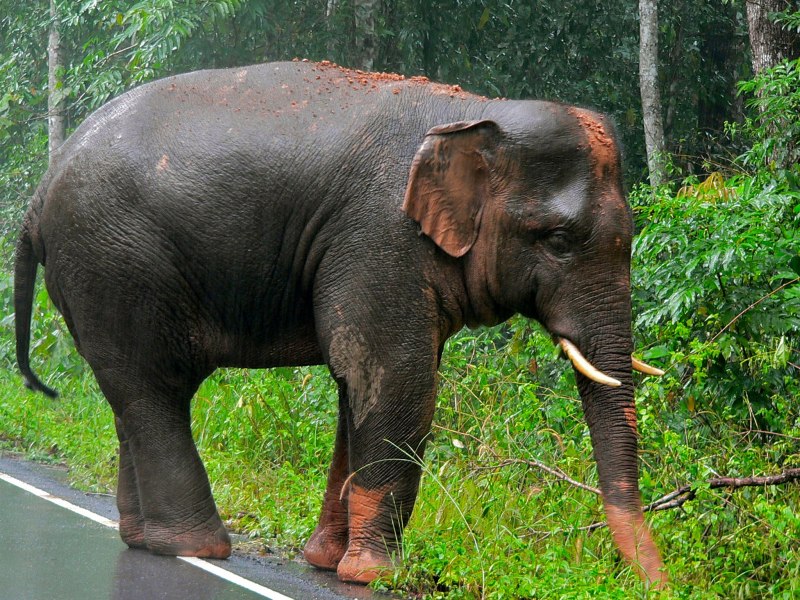 Индийский слон (Elephas Maximus)
