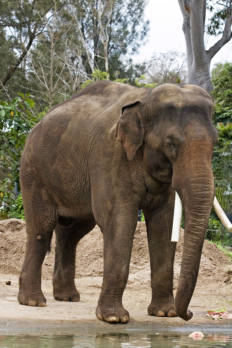 Индийский слон (Elephas Maximus)