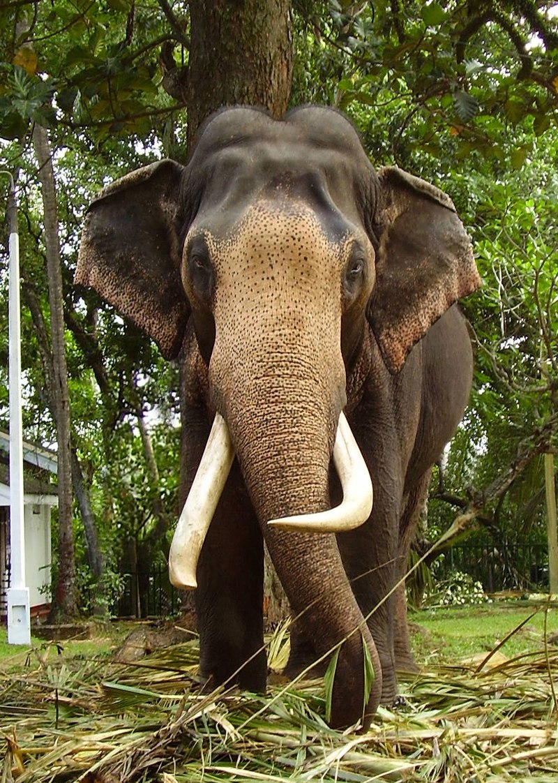 Индийский слон (Elephas Maximus)