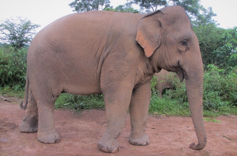 Азиатский индийский слон (52 фото)